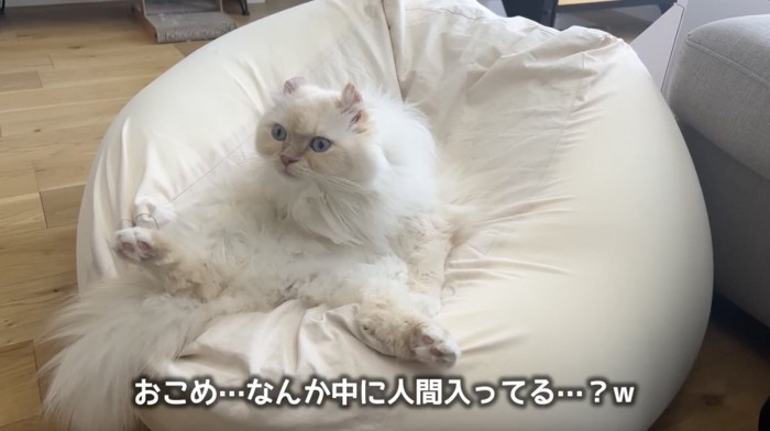 人間のような格好をする猫