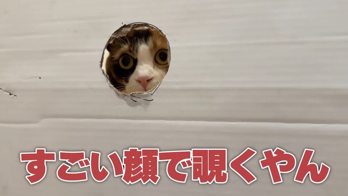 穴からのぞく猫