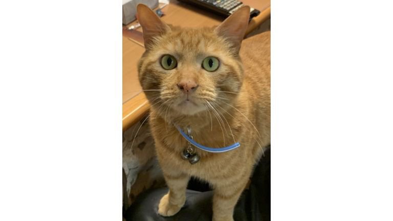 室内にいる猫