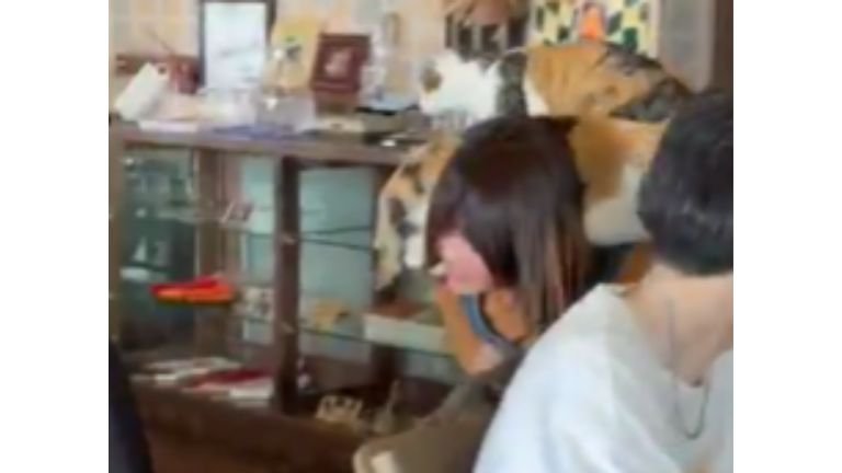 女性と猫
