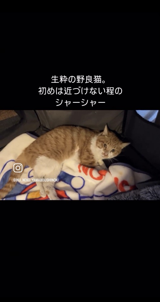 威嚇する猫