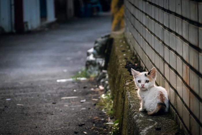 子猫