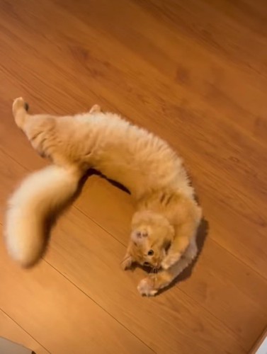 三日月姿勢になる猫