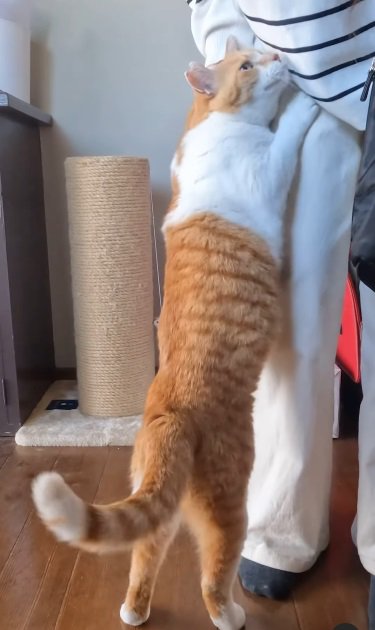 飛びかかる猫