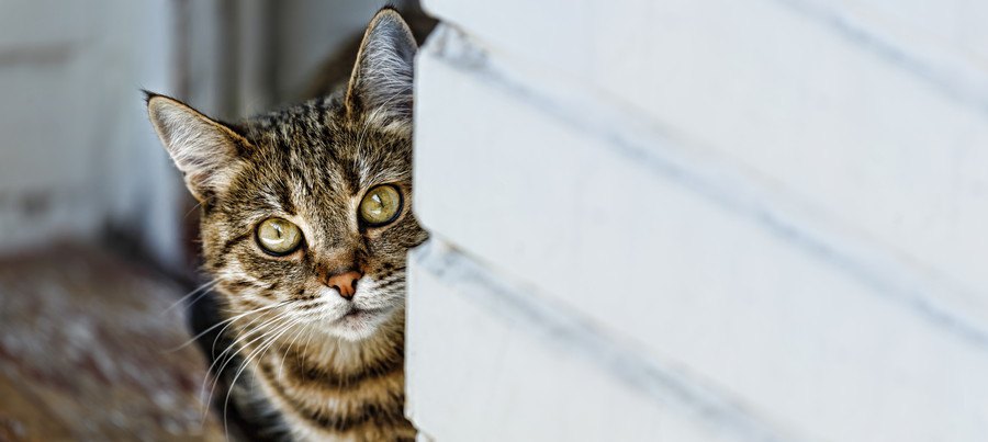 物陰からのぞく猫