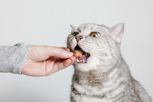 おやつを食べる猫