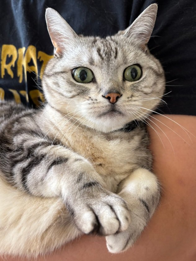 無の表情