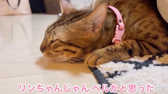 目を閉じる猫