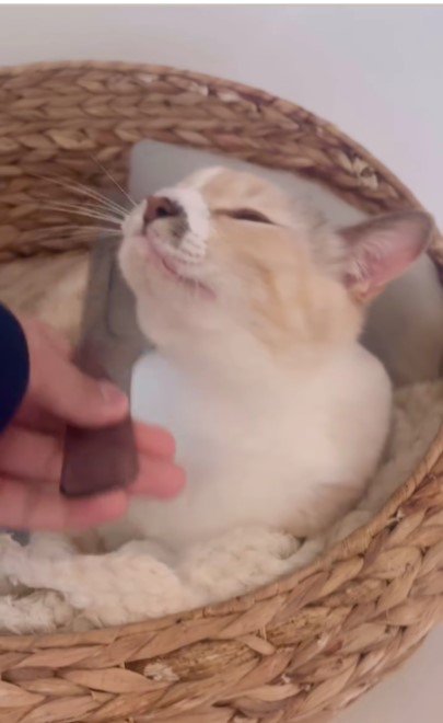 撫でられている猫