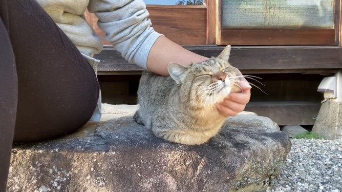 飼い主さんとトラくん