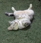 カーペットの上に寝転がる猫
