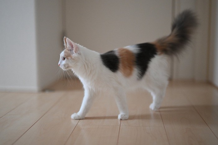 フローリングの上を歩く猫