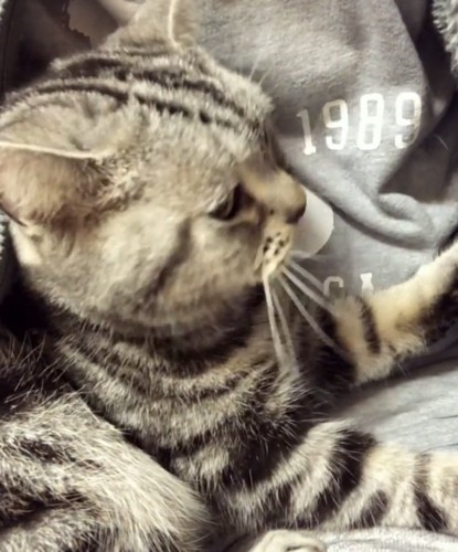 パパの胸に抱かれるアメリカンショートヘア