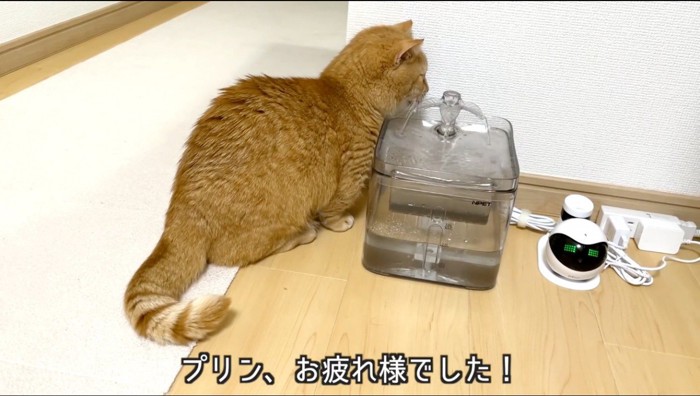 給水器の水を飲む猫