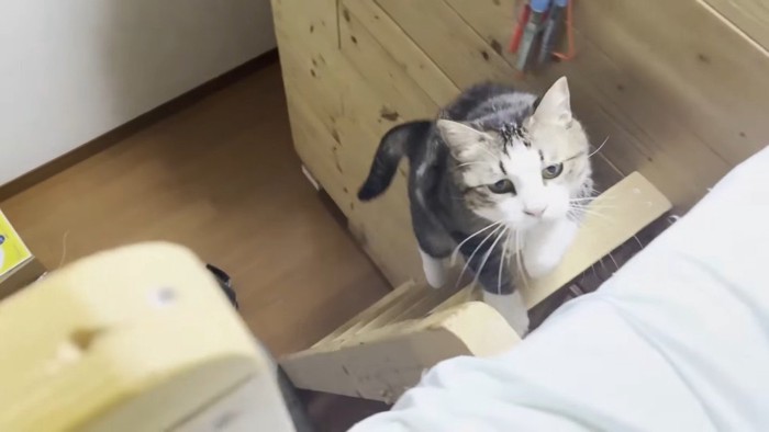 梯子を登る姿