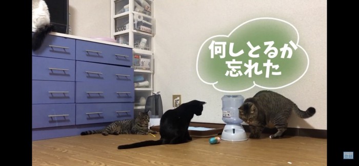 三匹の猫