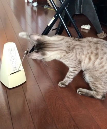 触れられない