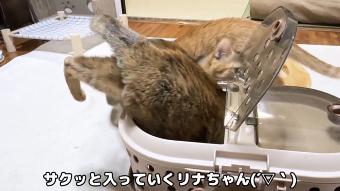 キャリーバッグに入る猫