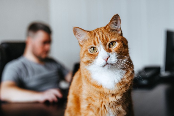 仕事中の男性の側に座っている猫