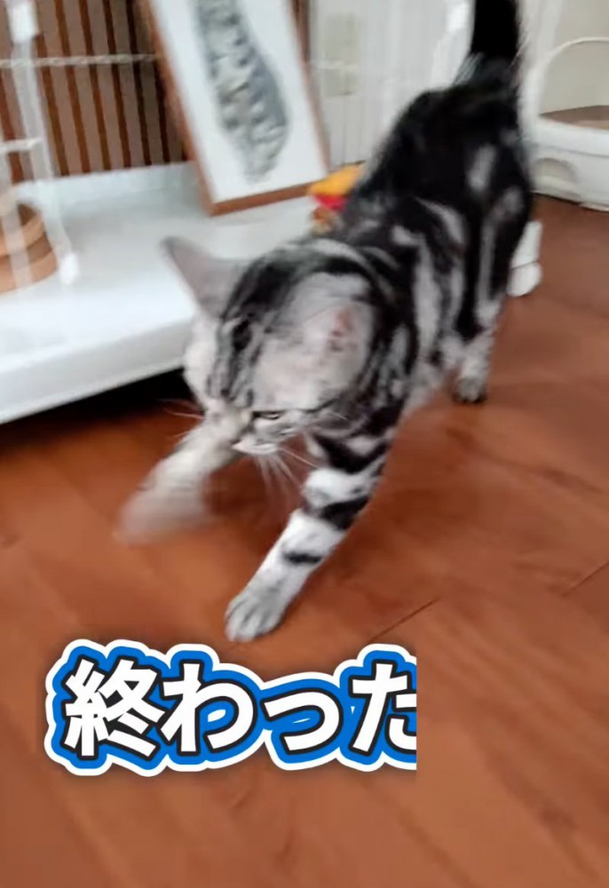 伸びをする猫1