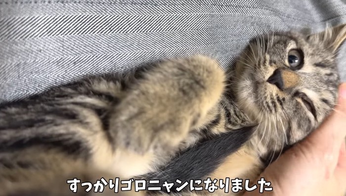 ゴロニャンに