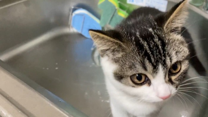 シンクの中にいる子猫