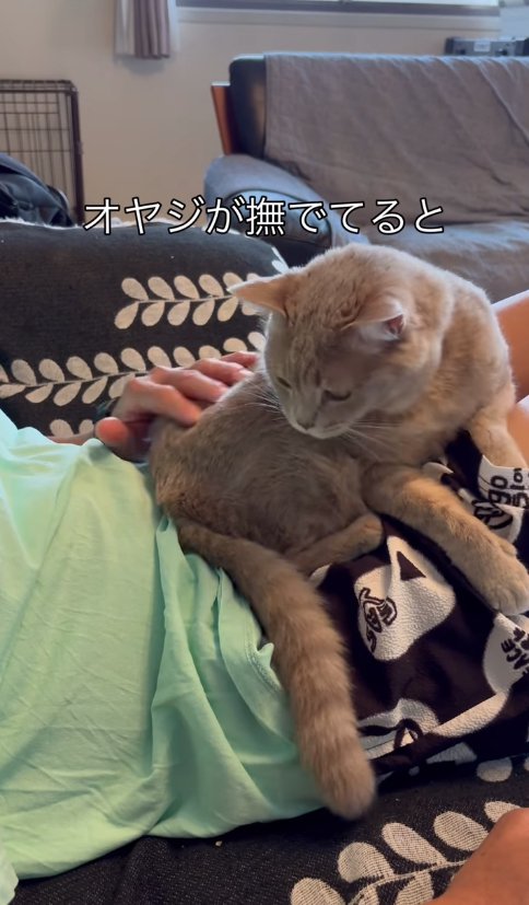 横になる飼い主の膝の辺りで撫でられている猫