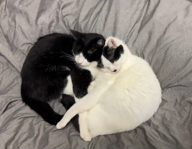 一緒に寝る2匹の猫