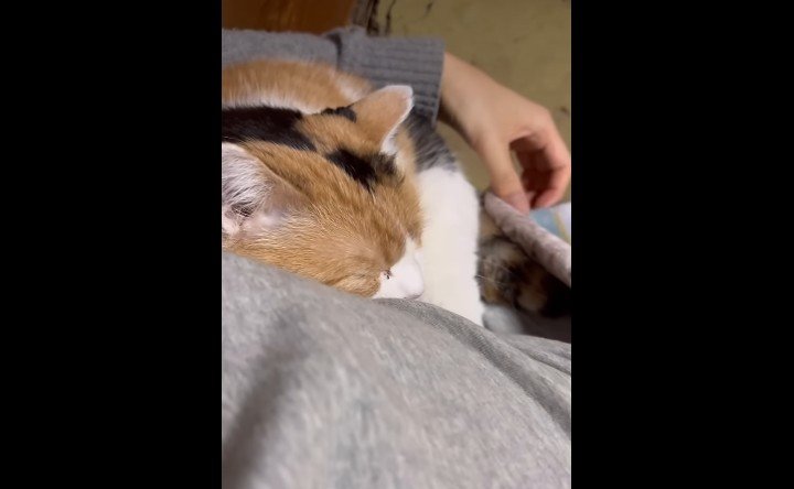 目を閉じるミケちゃん