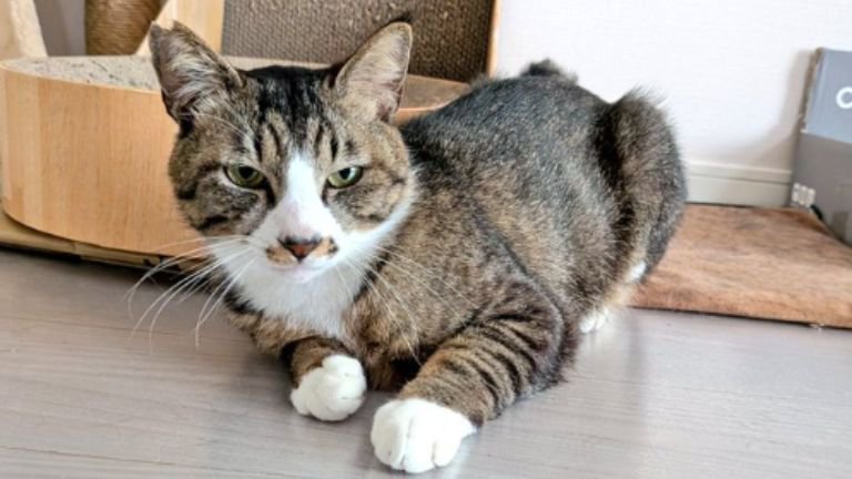 室内にいる猫