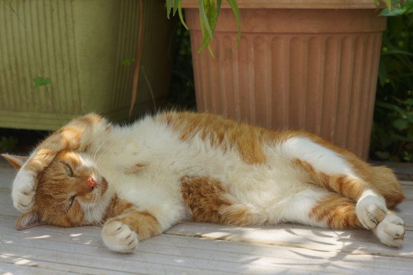 ベランダでくつろぐ猫