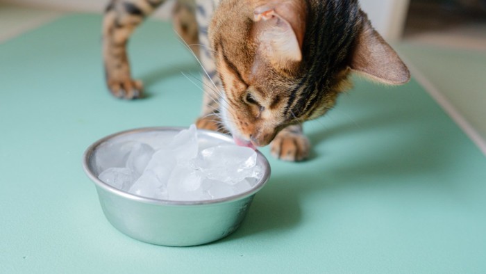 氷を舐める猫
