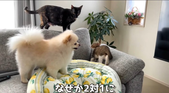 ソファの上の猫と犬