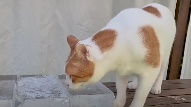 氷を嗅いでいる猫