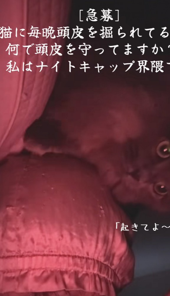 「[急募]猫に毎晩...」のテロップ写真2