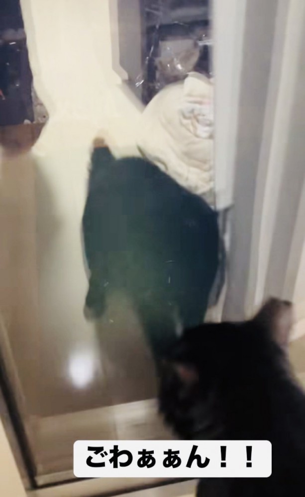 窓に向かって鳴き叫ぶ黒猫