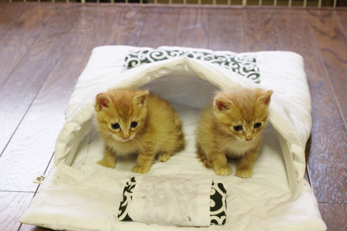 幼い頃から一緒に寝ていた双子猫