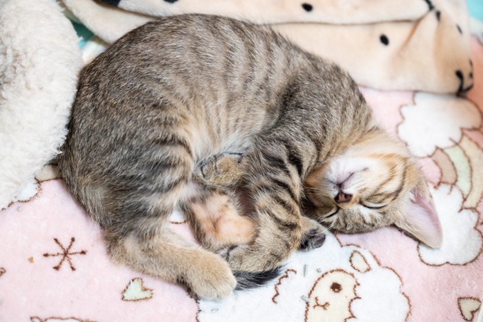 気持ち良さそうに眠る子猫