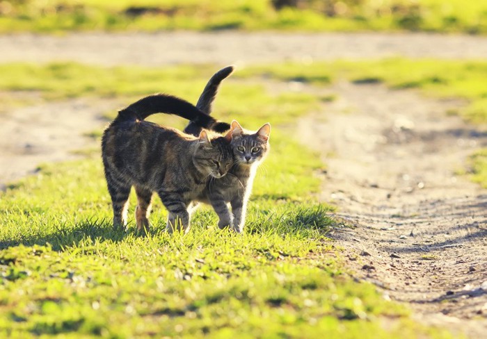 楽しむ二匹の猫