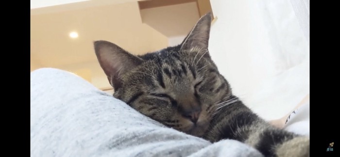 眠る猫