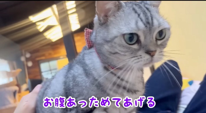 お腹の上に乗る猫