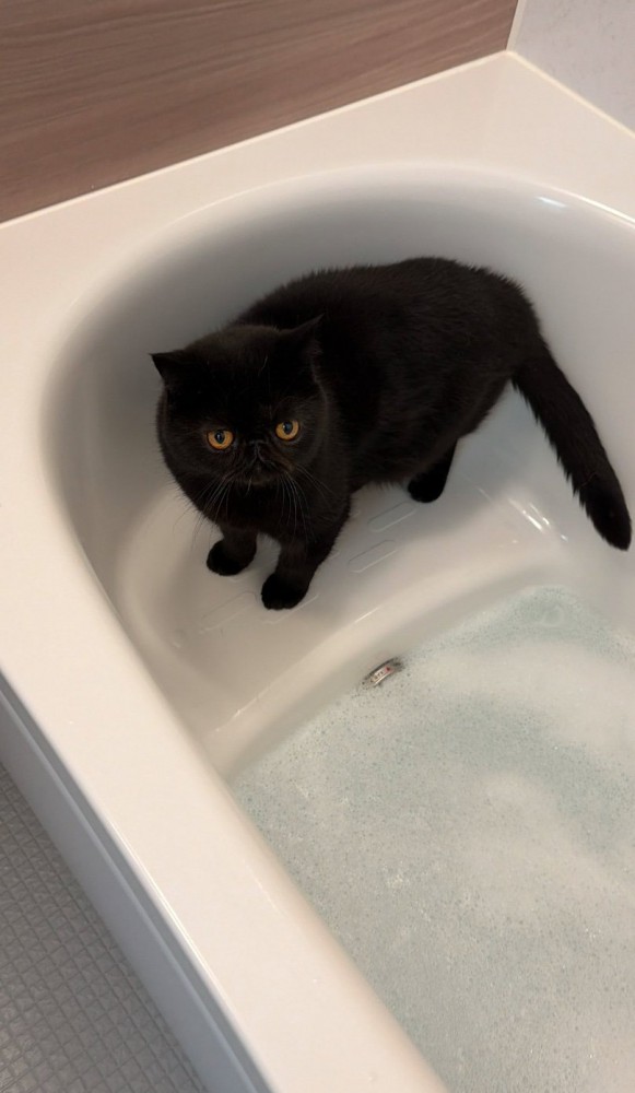 お風呂に入る黒猫