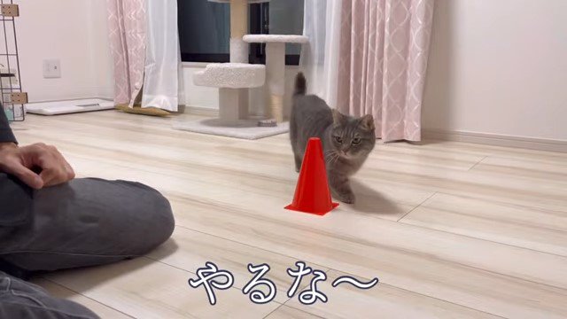 三角コーンの間を歩く猫