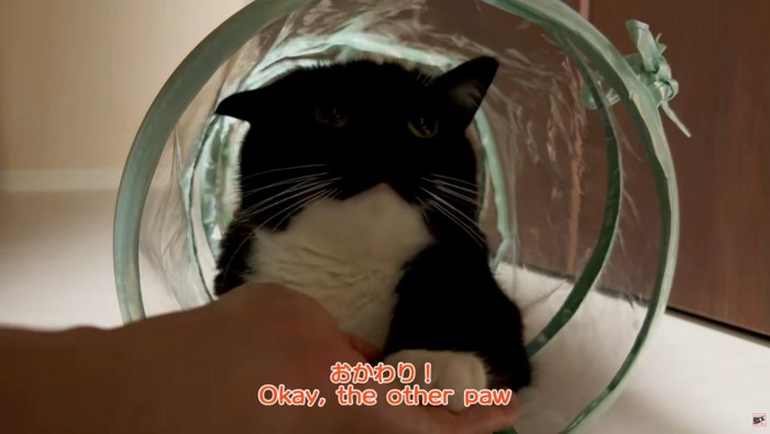 キャットトンネルでおかわりをする猫
