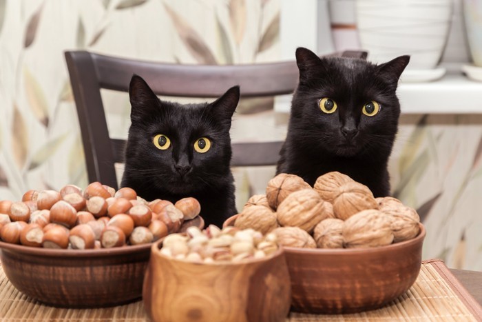 席についている2頭の猫とナッツが入った器が並ぶ光景