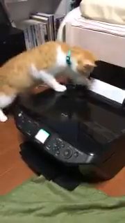 プリンターを上から見ている猫