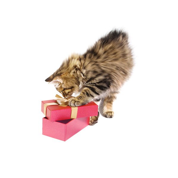 箱で遊ぶ子猫
