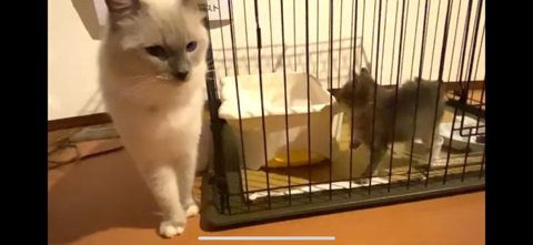 ムクと仔猫%％仔猫に興味津々のムクちゃん