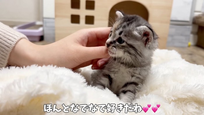 なでられる子猫