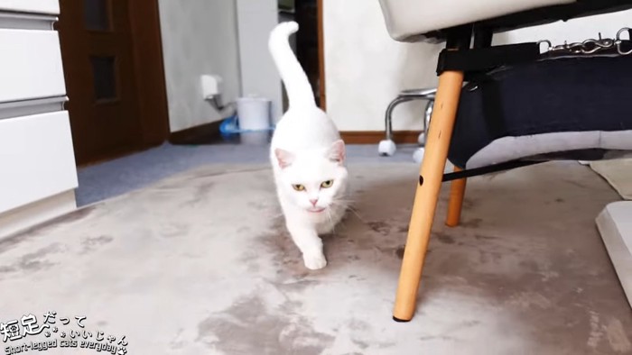 しっぽを立てて歩く猫